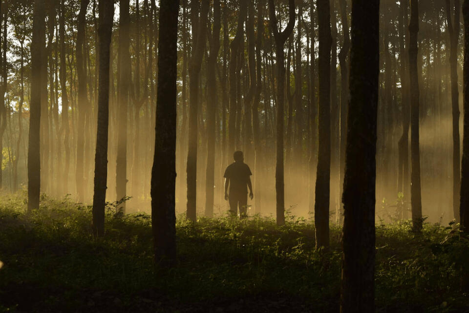 Career & Purpose Psychic Reading A man in the forest who needs psychic guidance to help figure out next soul purpose move